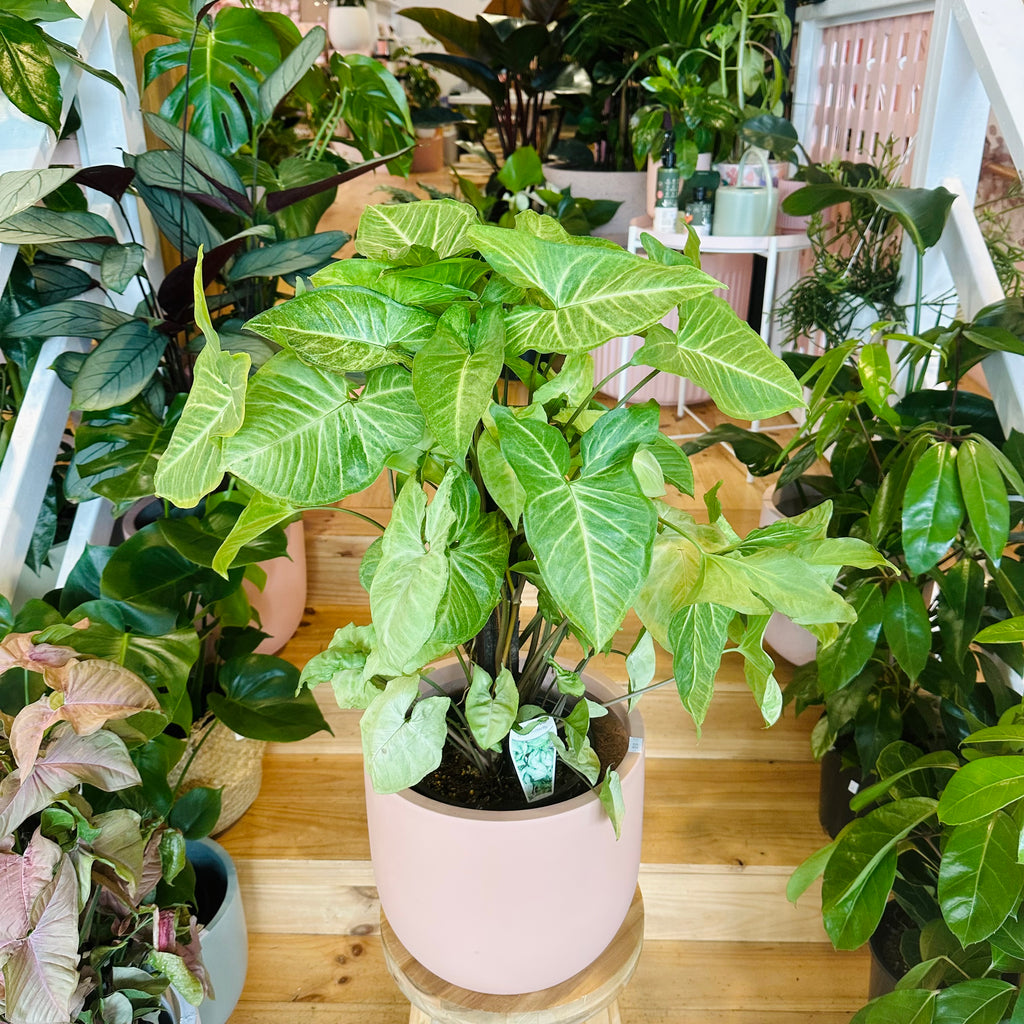 Syngonium White Butterfly - 200mm (Pot Combo Option)