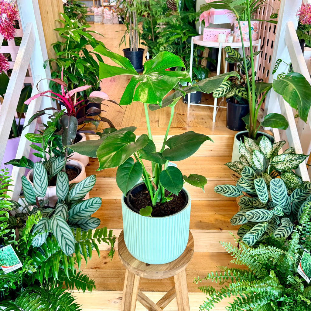 Monstera Deliciosa - 200mm (Pot Combo Option)