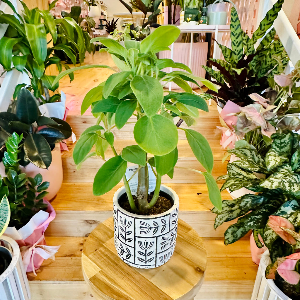 Peperomia Vestita - 120mm (Pot Combo Option)