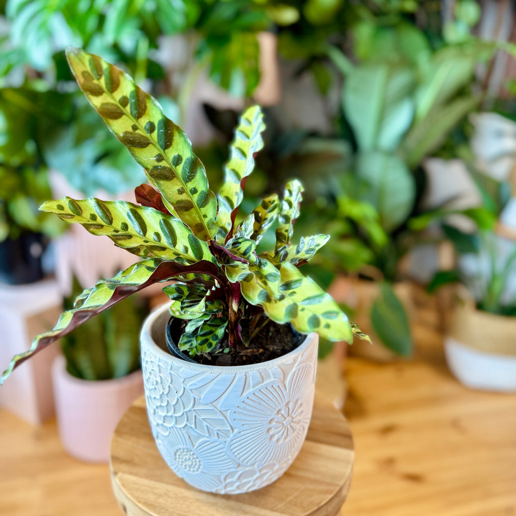 Rattlesnake Calathea 140mm