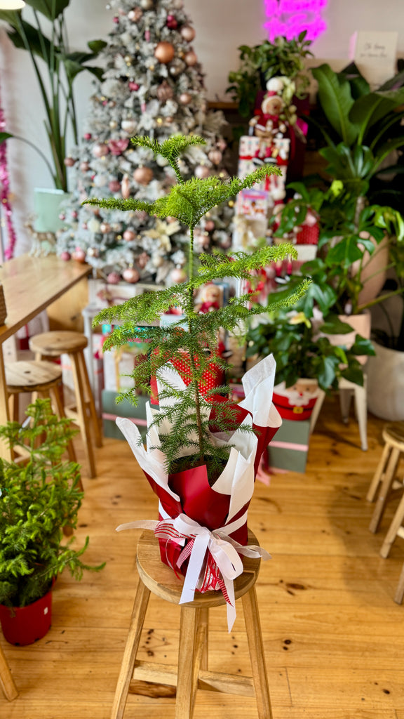 Christmas Tree - Norfolk Pine