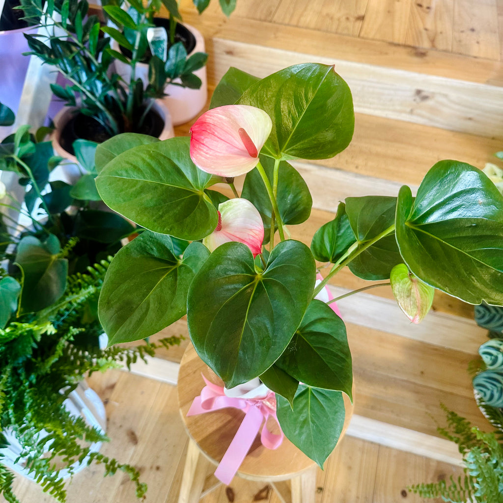 Anthurium (Assorted Colours) - 140mm