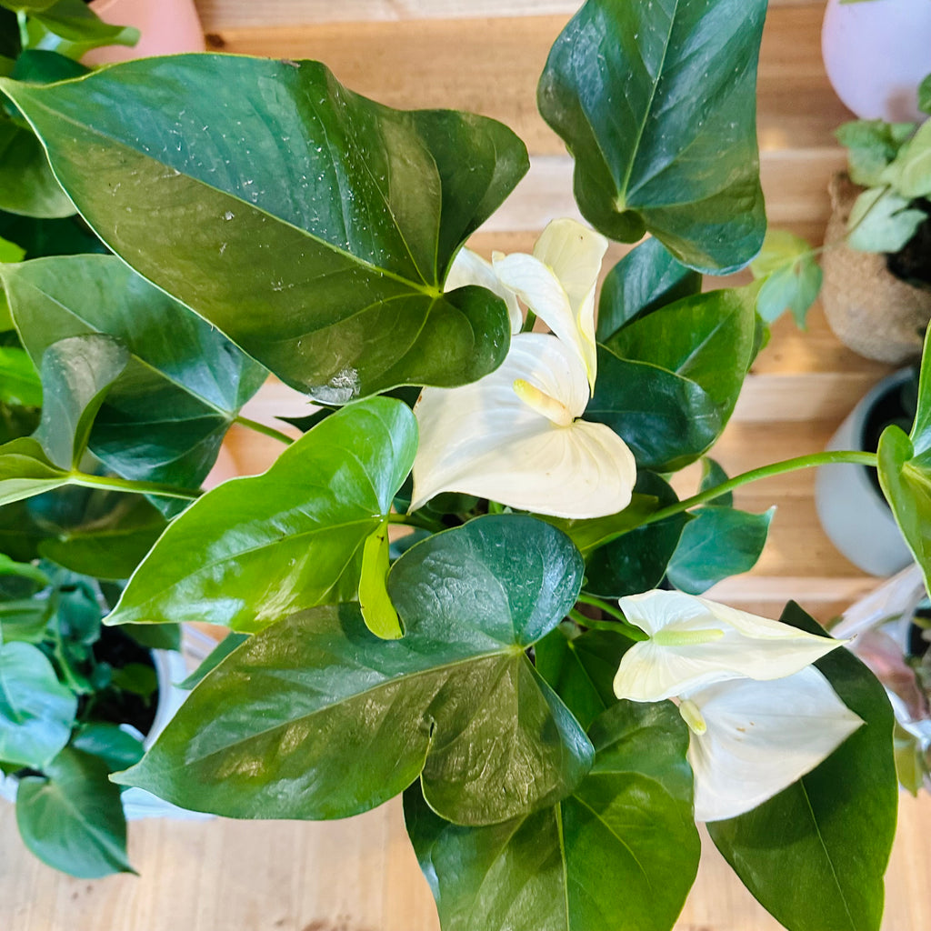 White Anthurium - 200mm (Pot Combo Option)