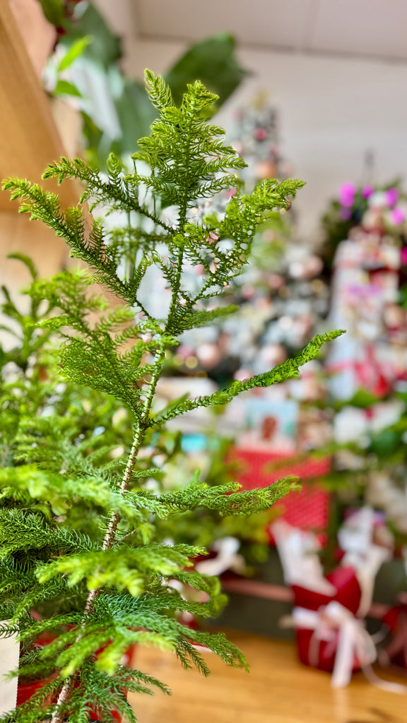 Christmas Tree - Norfolk Pine