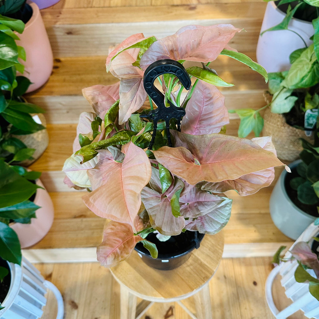 Syngonium Neon (Hanging Basket) - 175mm