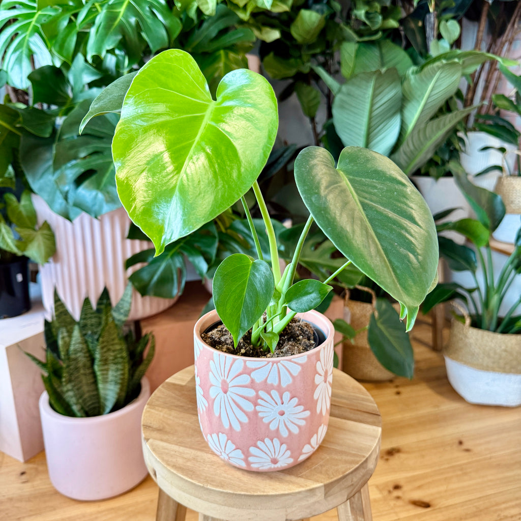 Monstera Deliciosa 120mm + Pot Combo