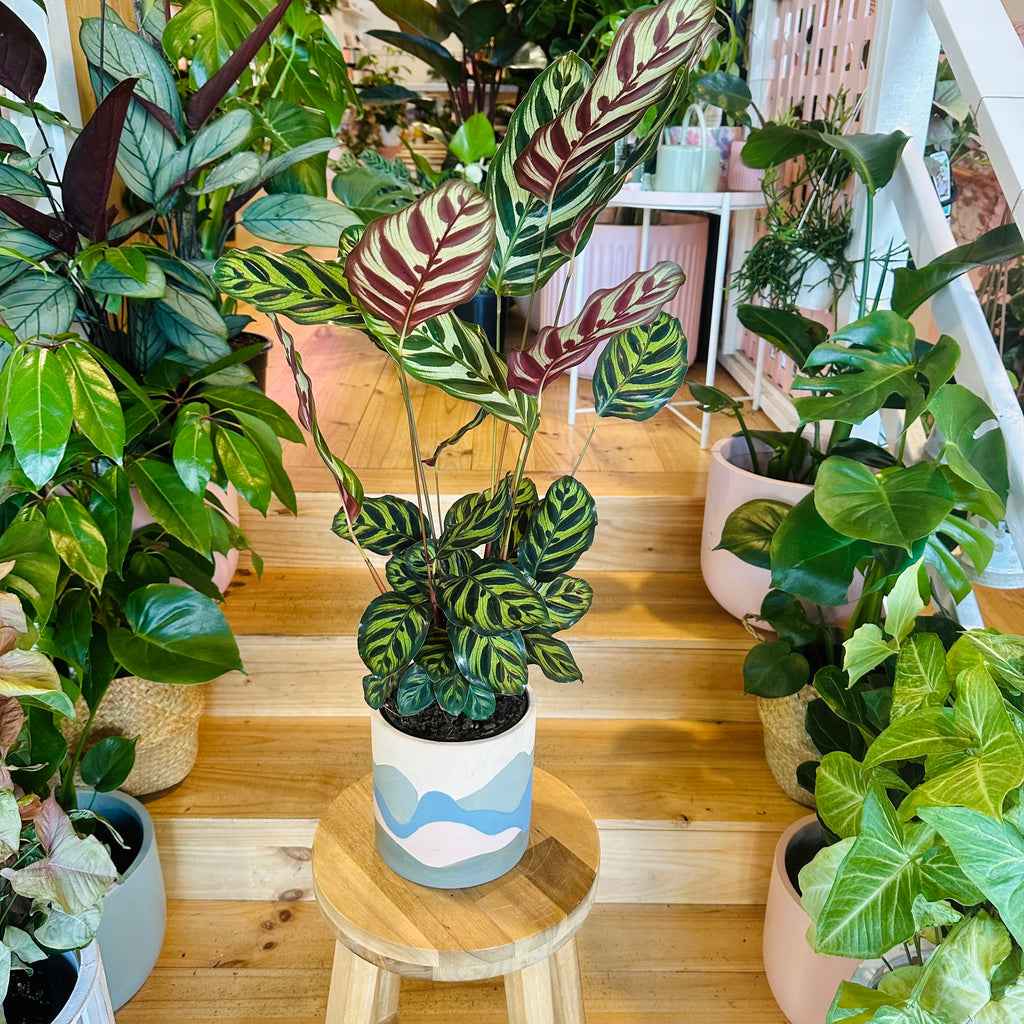 Peacock Calathea - 140mm (Pot Combo Option)