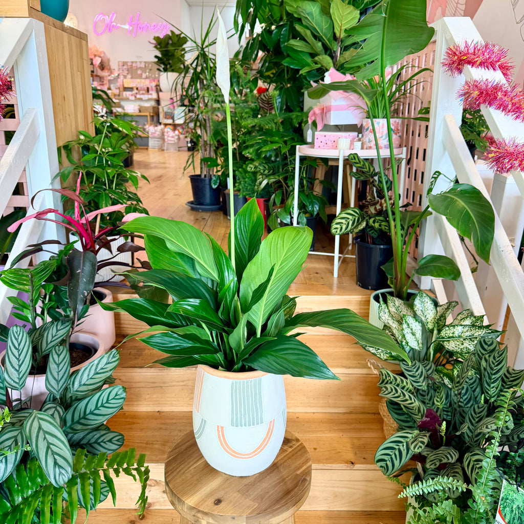 Peace Lily - 140mm (Pot Combo Option)