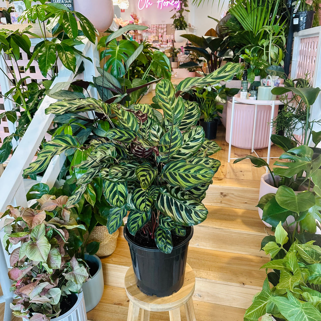 Peacock Calathea - 250mm (Pot Combo Option)