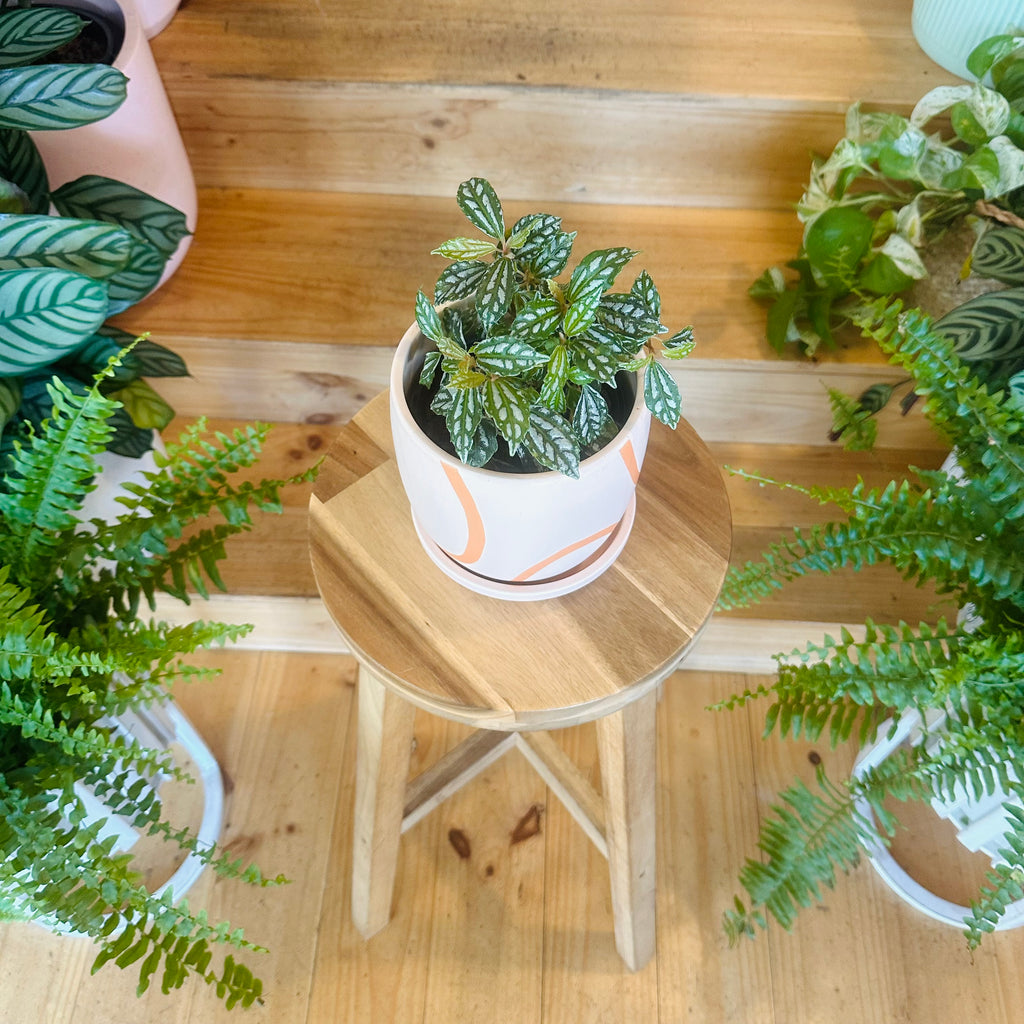 Pilea Cadieri Aluminium Plant - 130mm (Pot Combo Option)