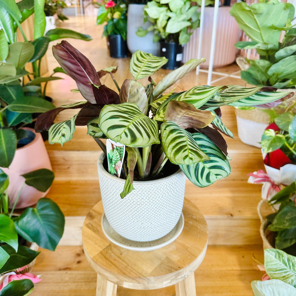 Fishbone Calathea - 140mm (Pot Combo Option)