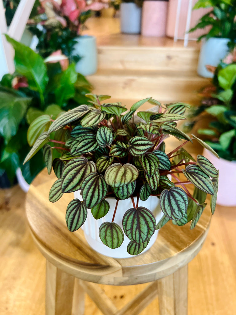 Peperomia Banda 95mm + Pot Combo