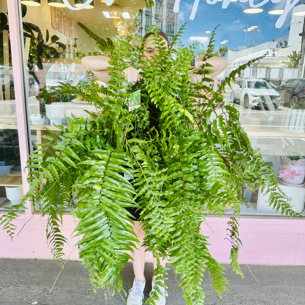 Bostern Fern - Hanging Basket