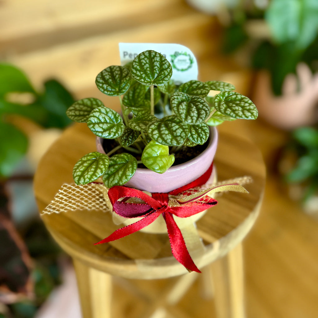 Christmas Peperomia Burbella + Pot Combo 95mm