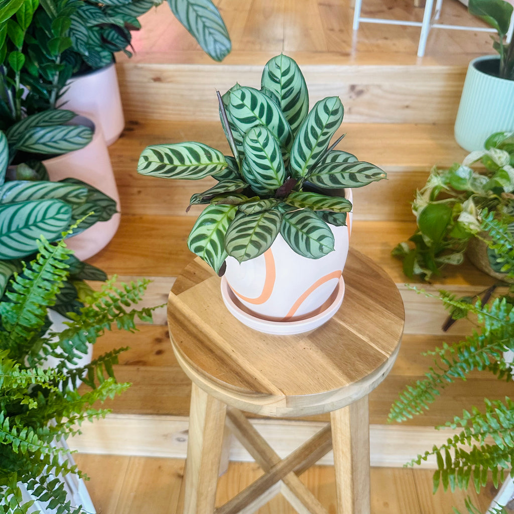 Fishbone Calathea - 130mm (Pot Combo Option)