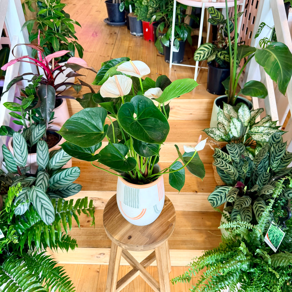 Anthurium (Assorted Colours) - 140mm