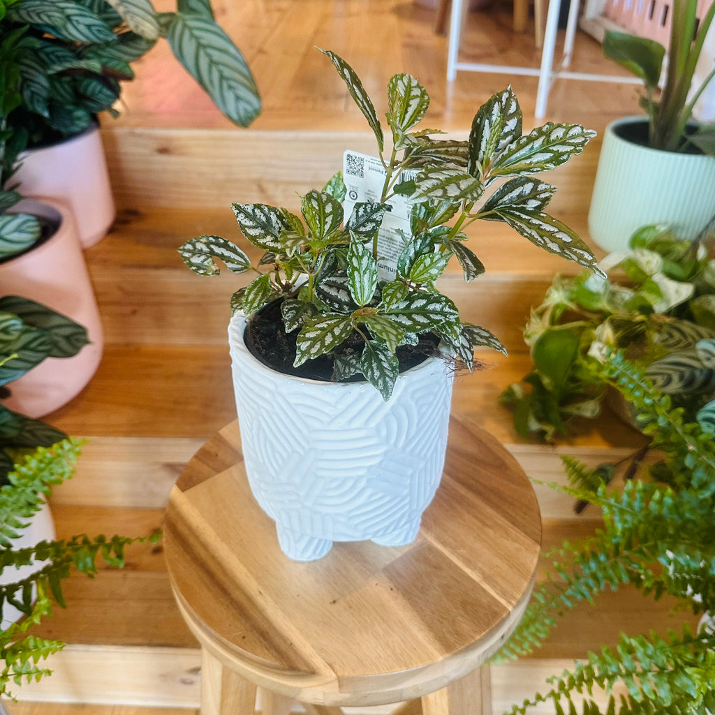 Pilea Cadieri Aluminium Plant - 130mm (Pot Combo Option)