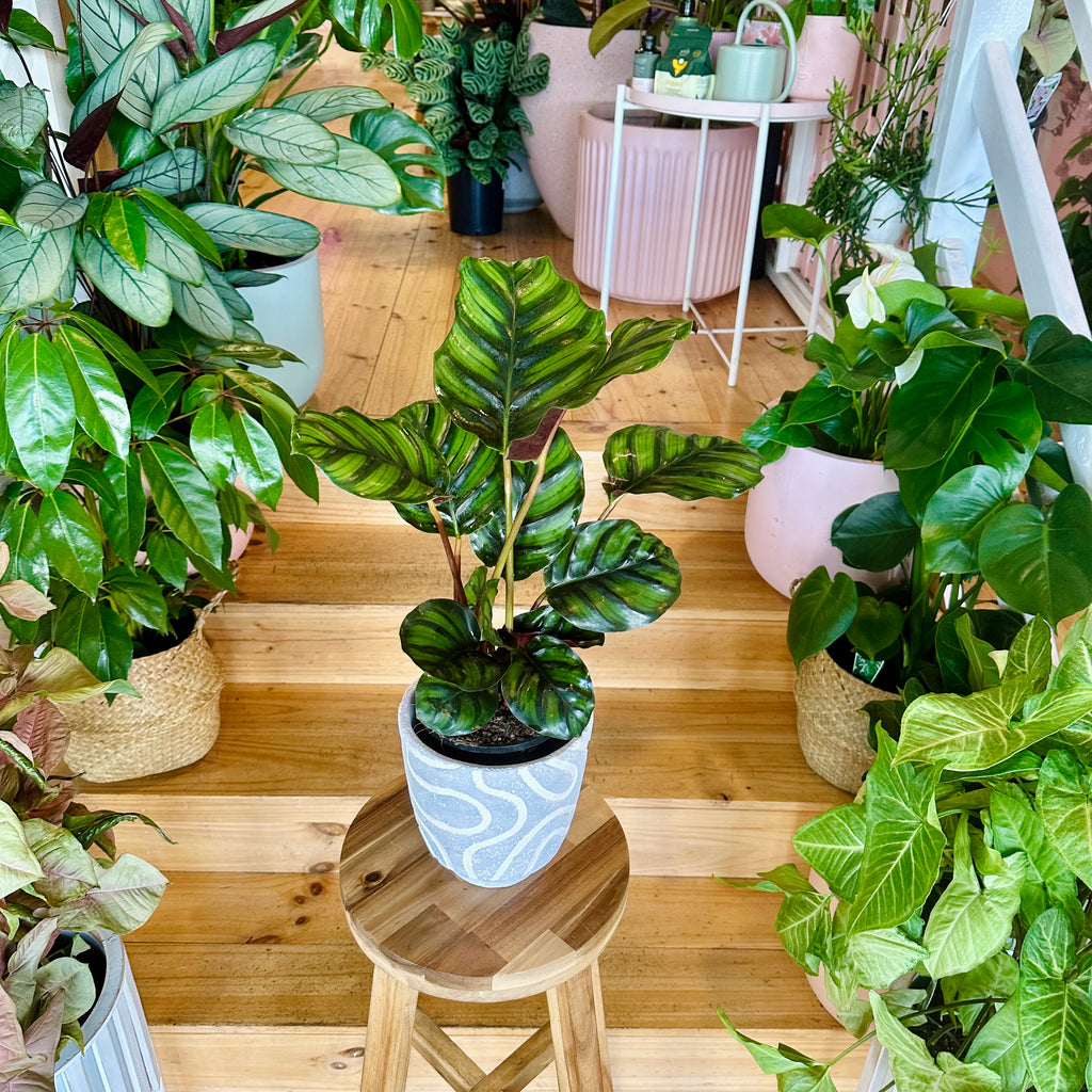 Pinstripe Fasciata Calathea - 140mm (Pot Combo Option)