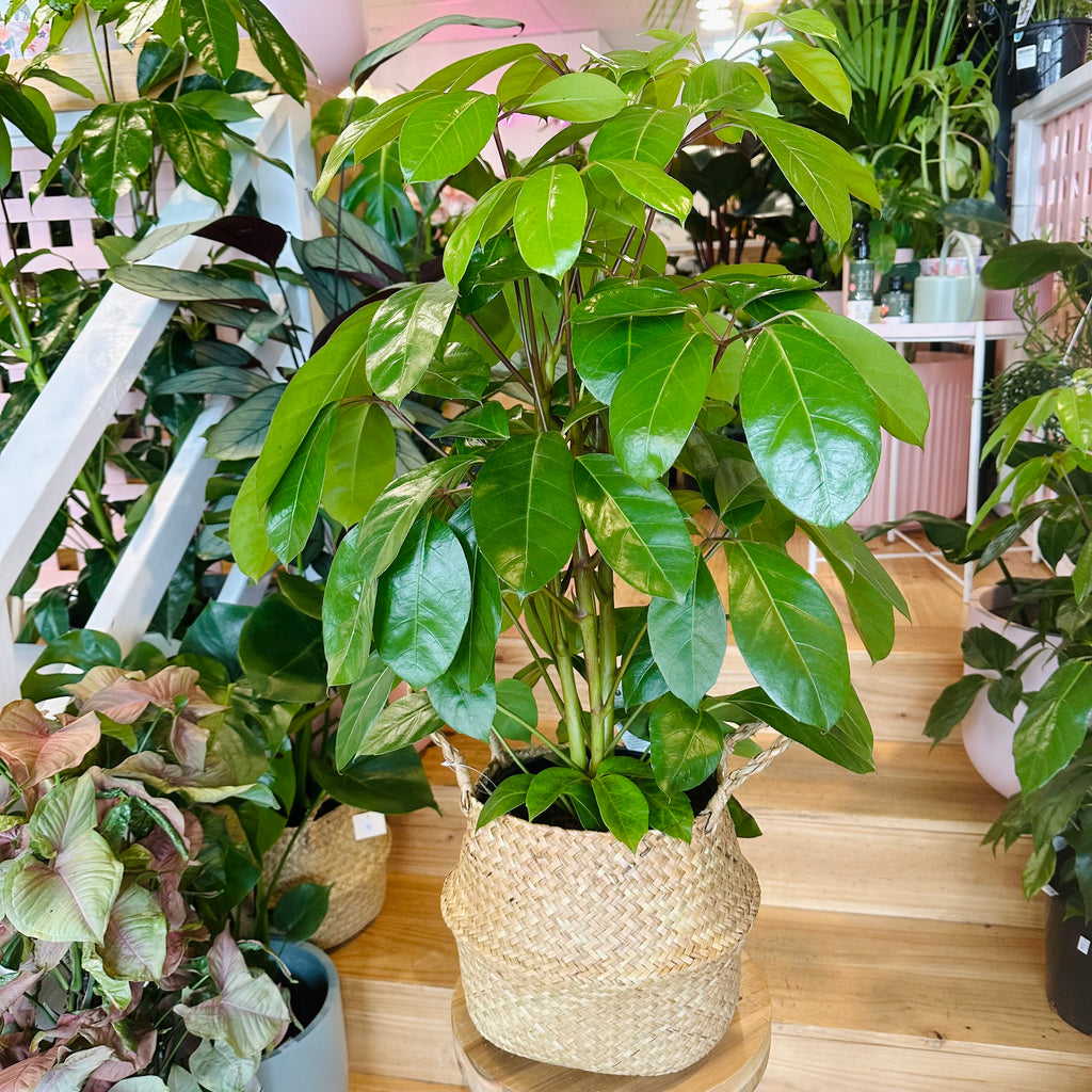 Umbrella Plant - 200mm (Pot Combo Option)