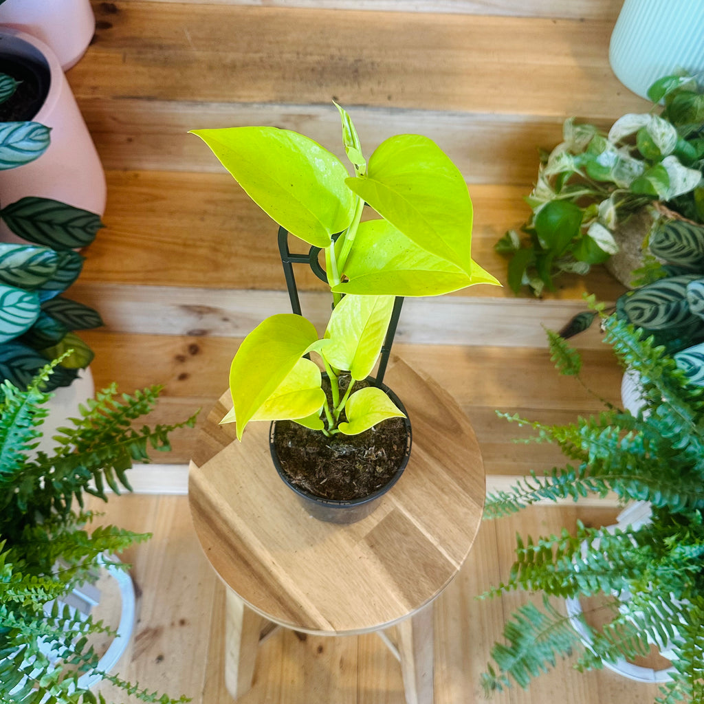 Pothos ‘Goldilocks Gold’ - 130mm (Pot Combo Option)