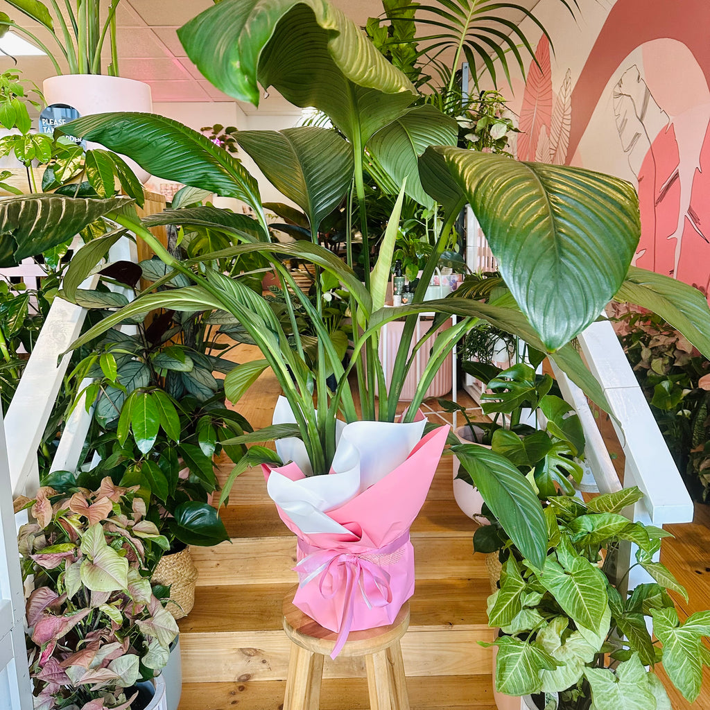 Peace Lily - 250mm (Pot Combo Option)