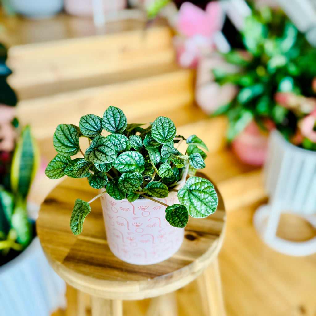 Peperomia Burbella - 95mm (Pot Combo Option)