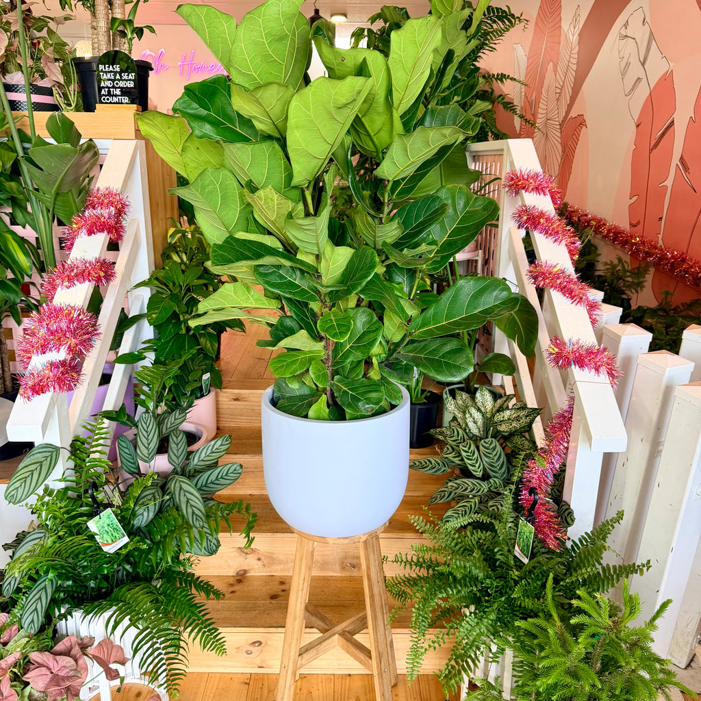 Fiddle Leaf Fig - 300mm (Pot Combo Option)