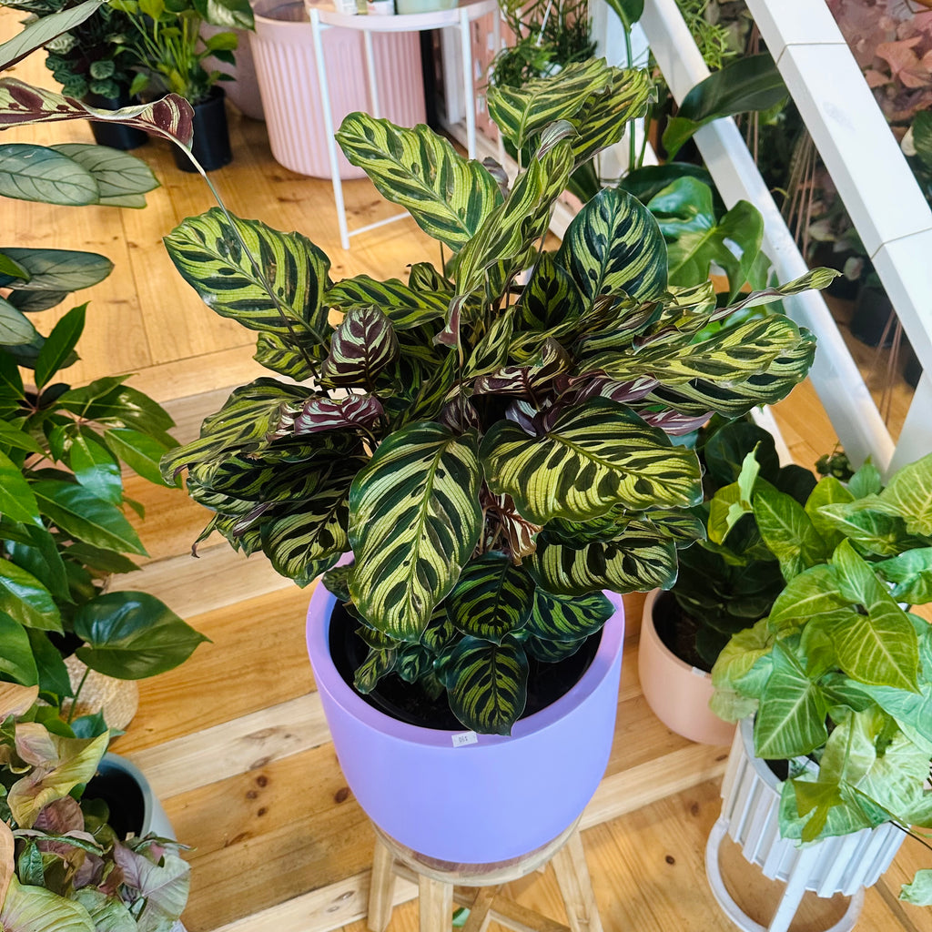 Peacock Calathea - 250mm (Pot Combo Option)