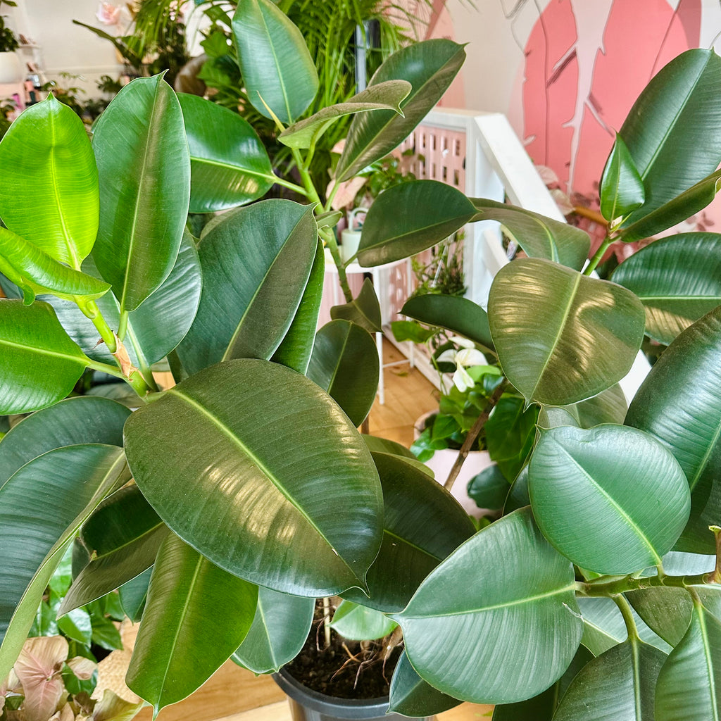 Ficus Elastica Rubber Tree (Robusta) - 300mm