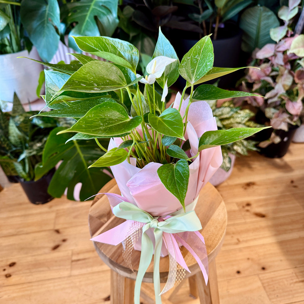 Anthurium 140mm Gift Wrapped