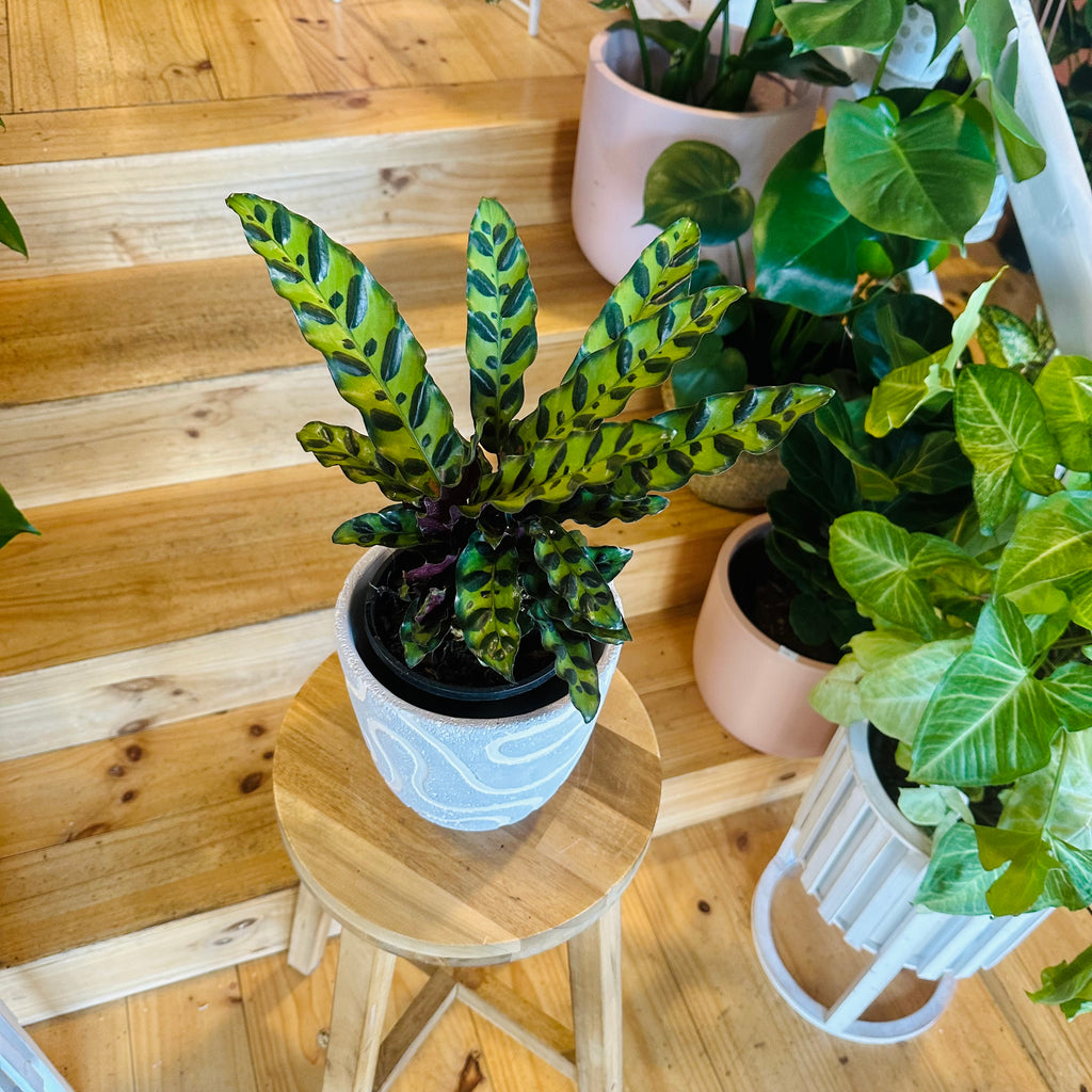 Rattlesnack Calathea - 140mm (Pot Combo Option)