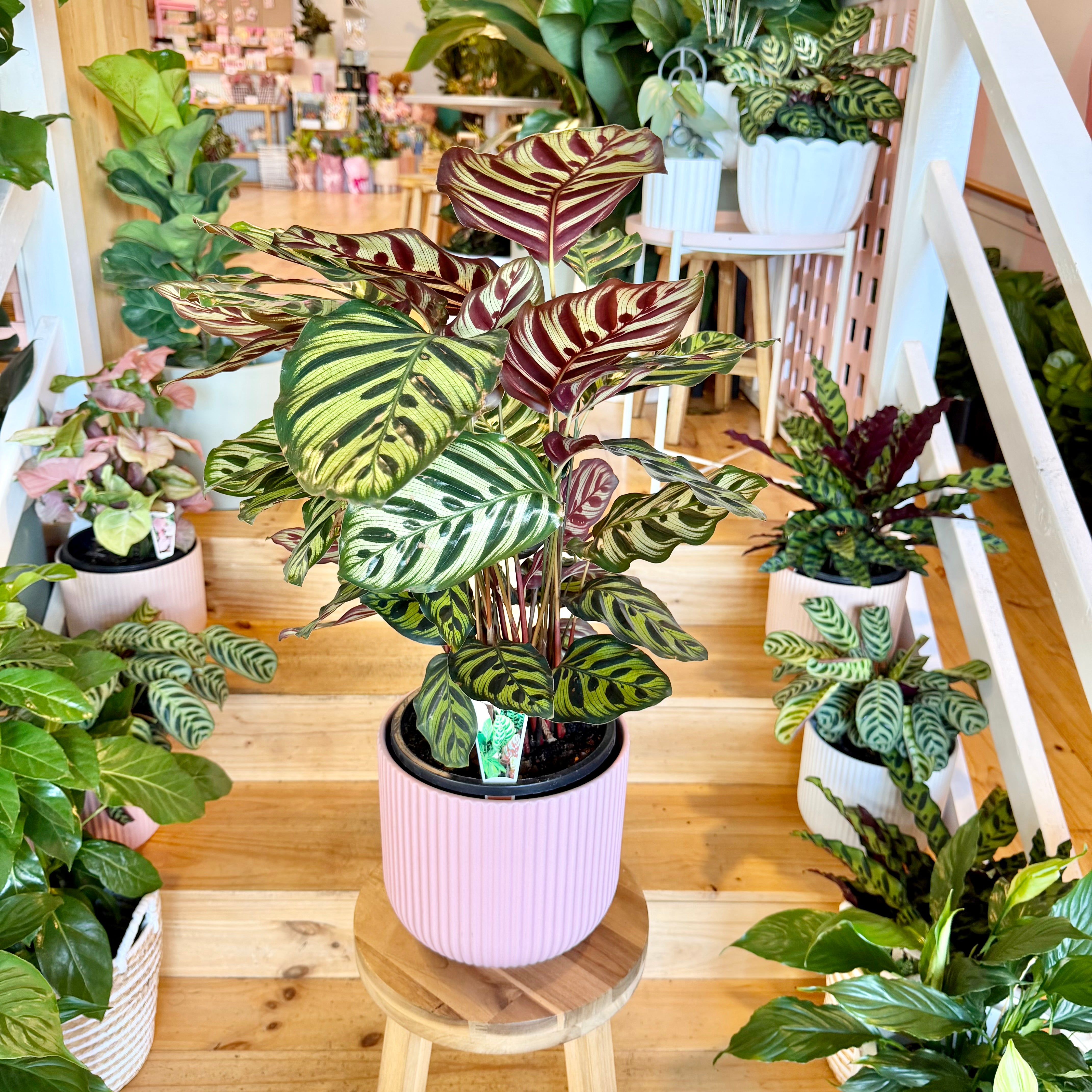 peacock plant indoor Peacock Calathea - 200mm (Pot Combo Option)