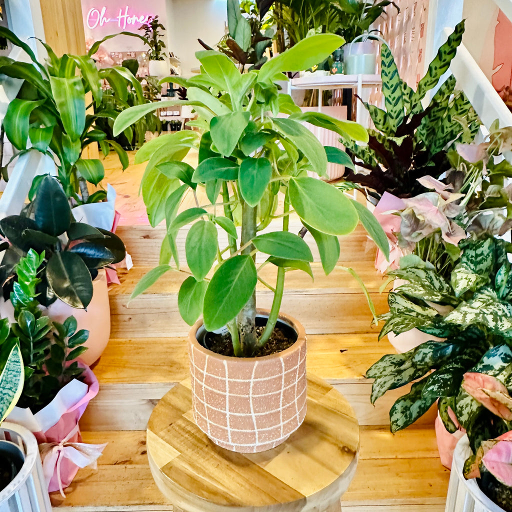 Peperomia Vestita - 120mm (Pot Combo Option)