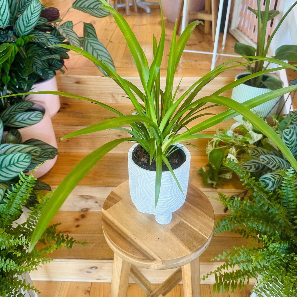 Green Spider Plant - 130mm (Pot Combo Option)