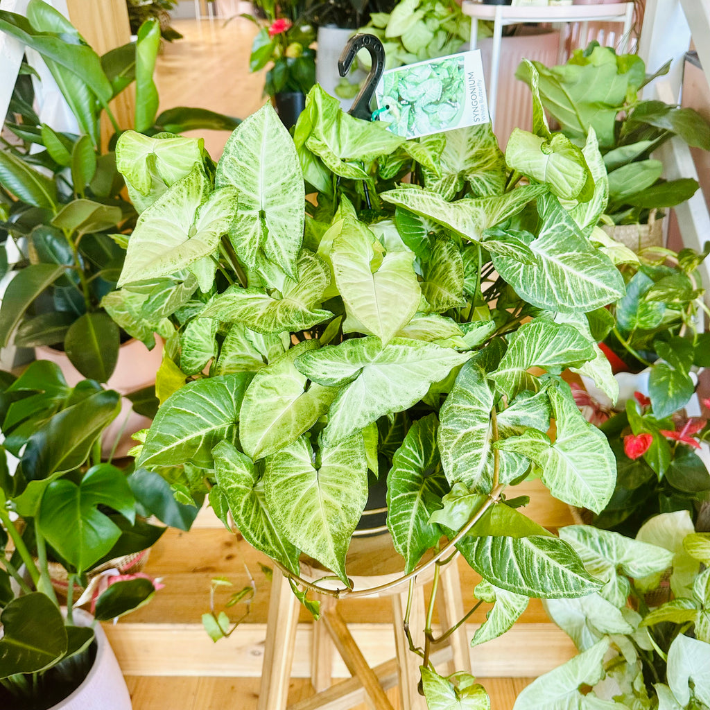 Syngonium White Butterfly - Hanging Basket