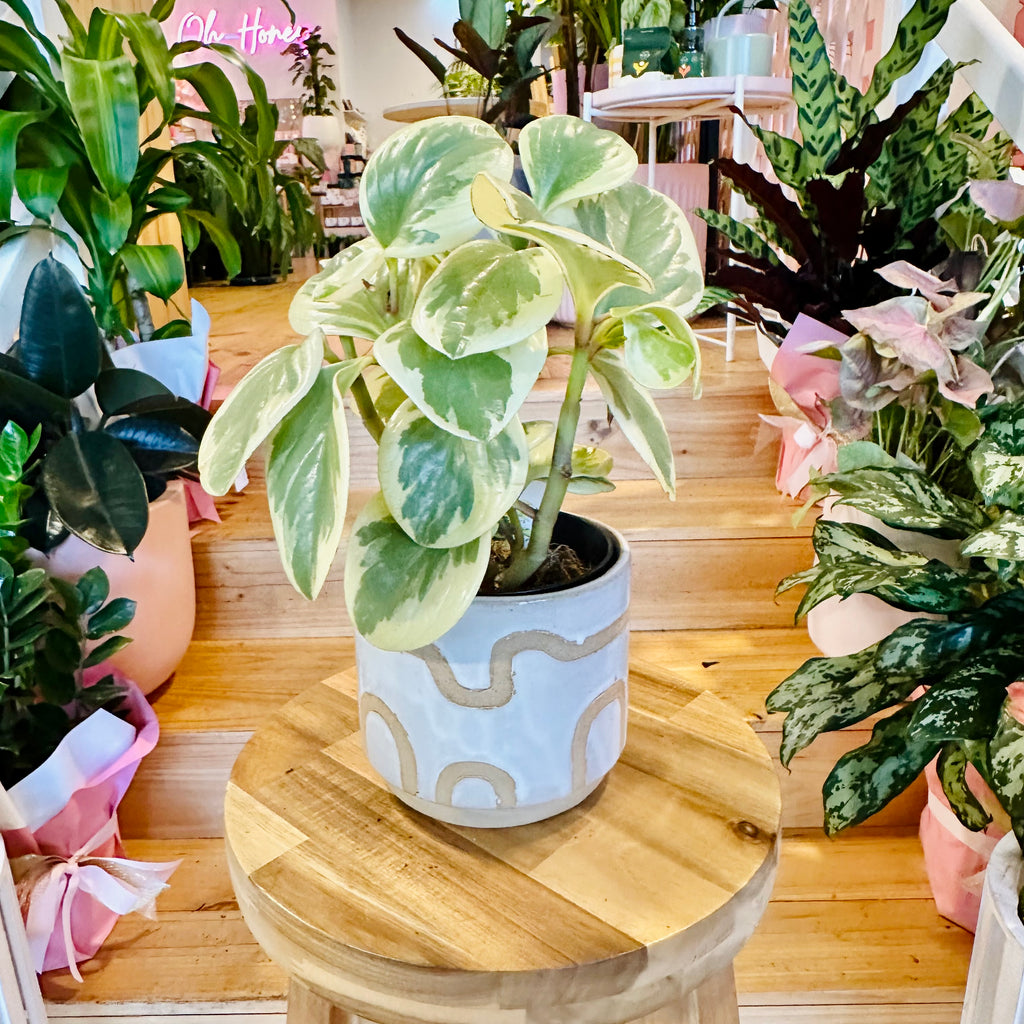 Peperomia Obtusifolia- 120mm (Pot Combo Option)