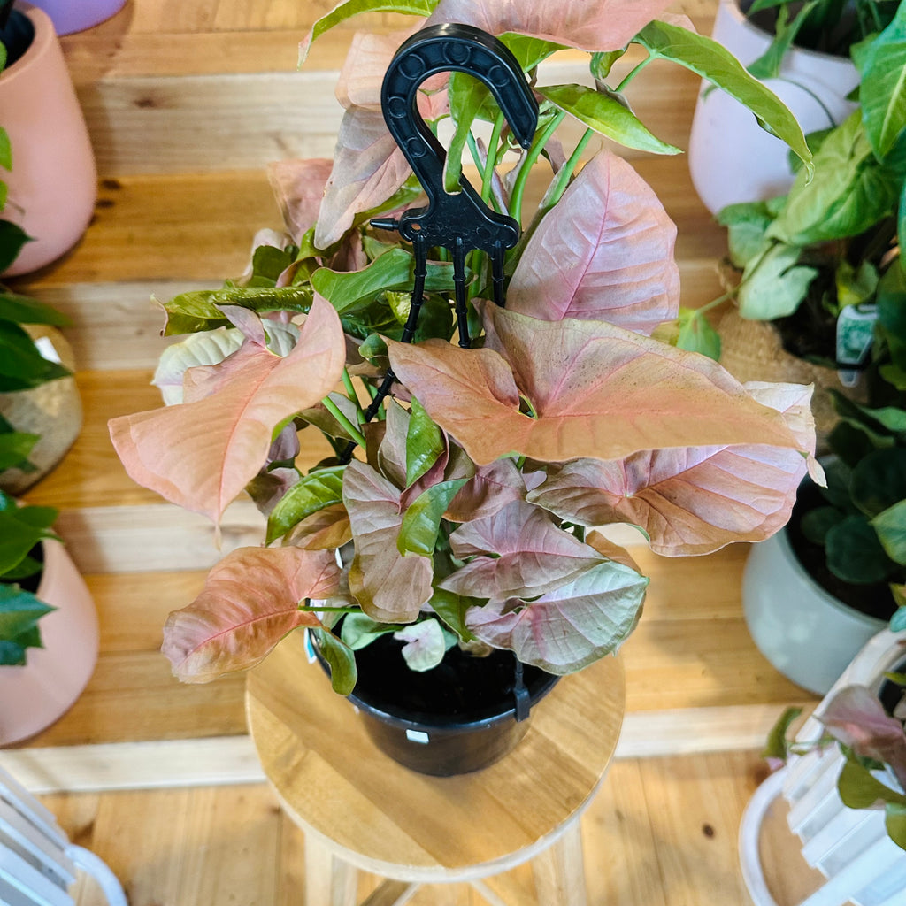 Syngonium Neon (Hanging Basket) - 175mm
