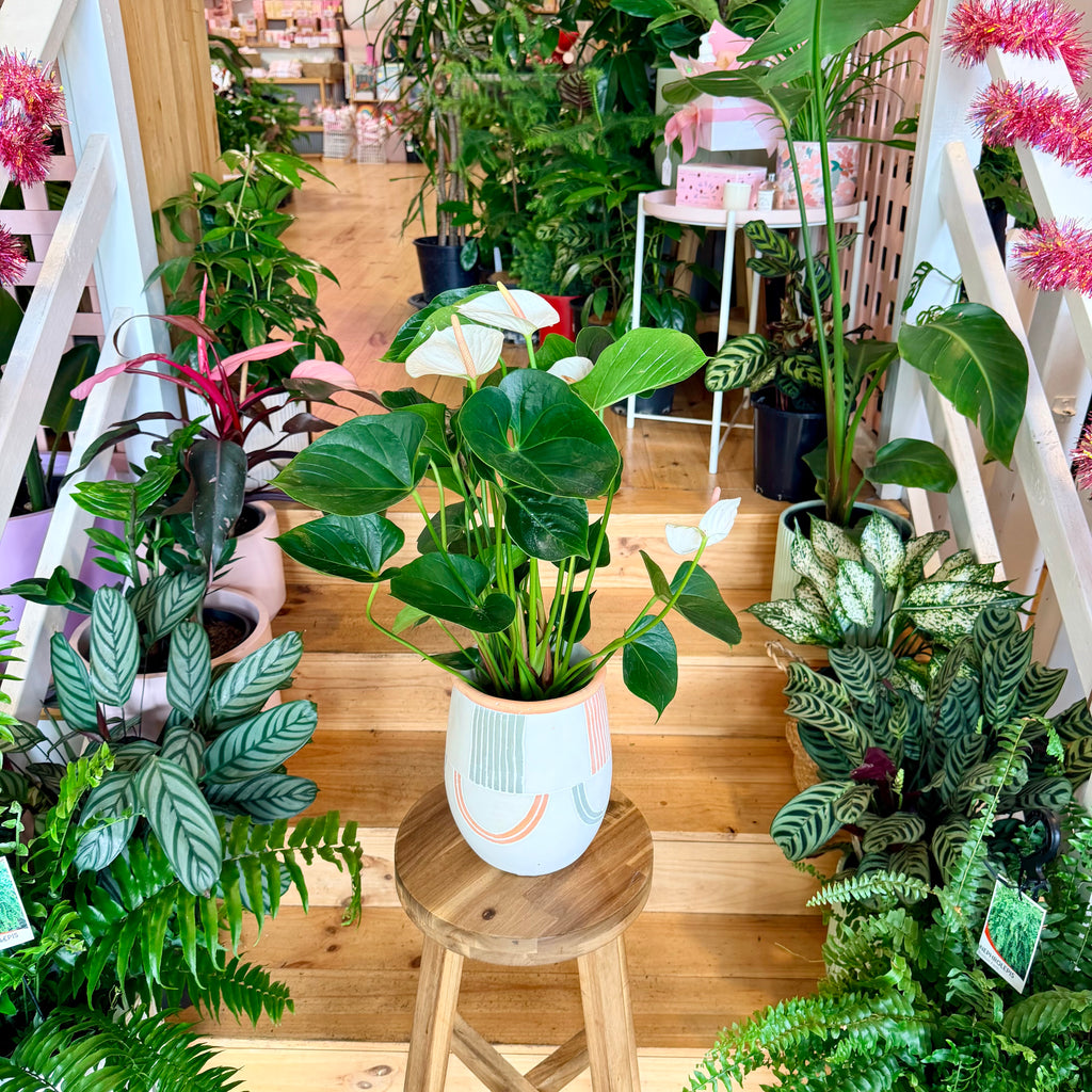 Anthurium (Assorted Colours) - 140mm