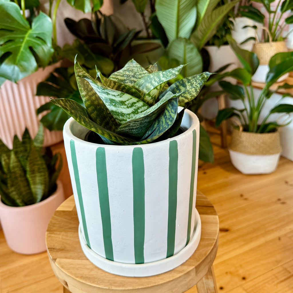 Snake Plant 140mm