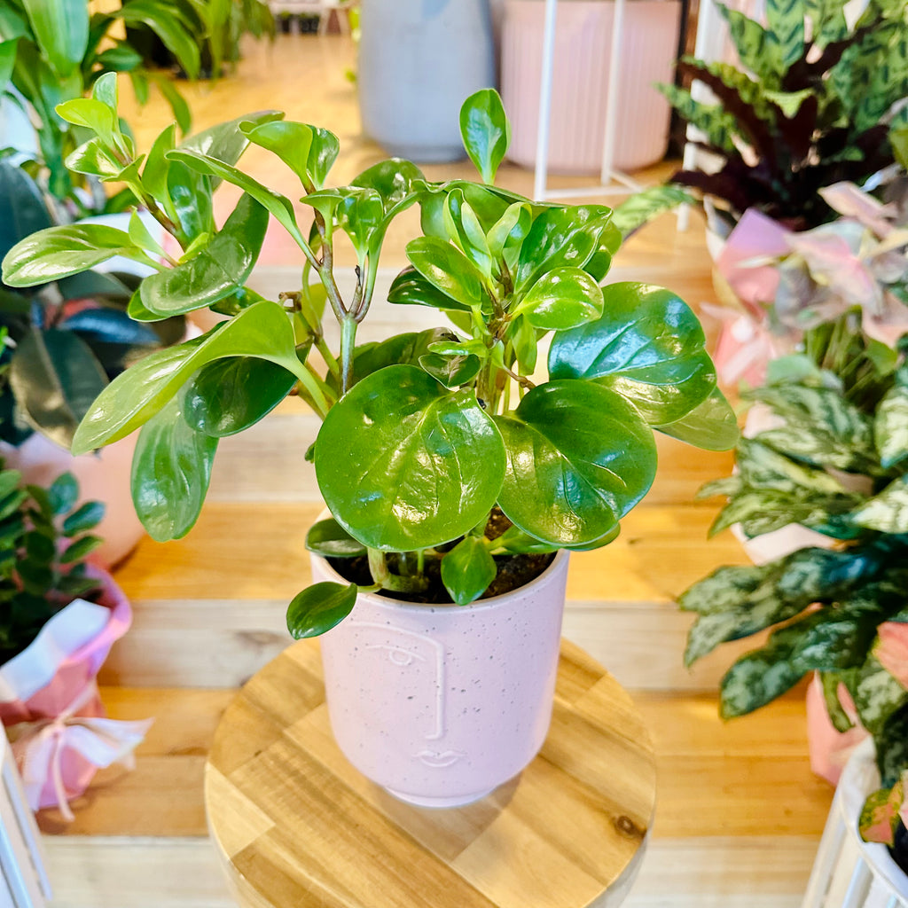 Peperomia Red Canyon - 120mm (Pot Combo Option)