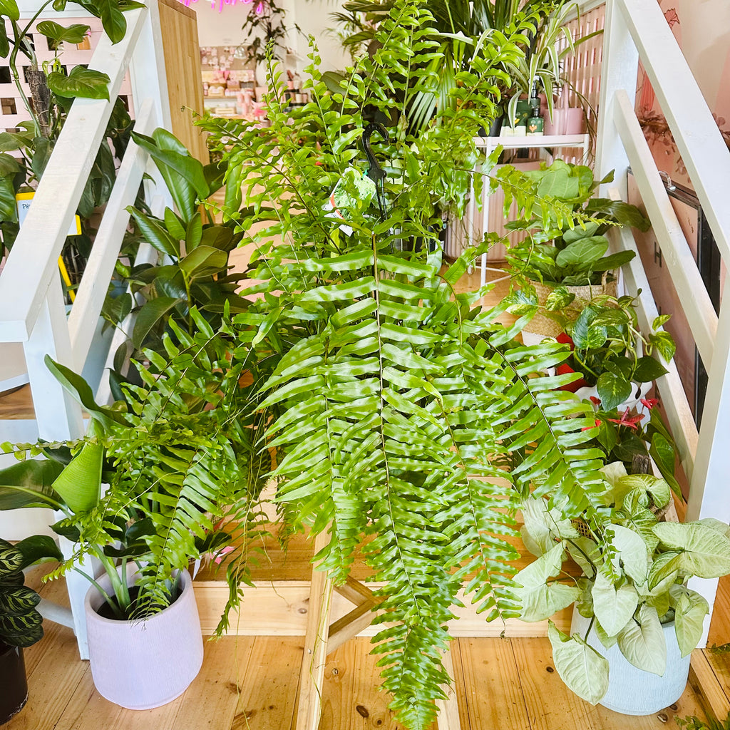 Bostern Fern - Hanging Basket