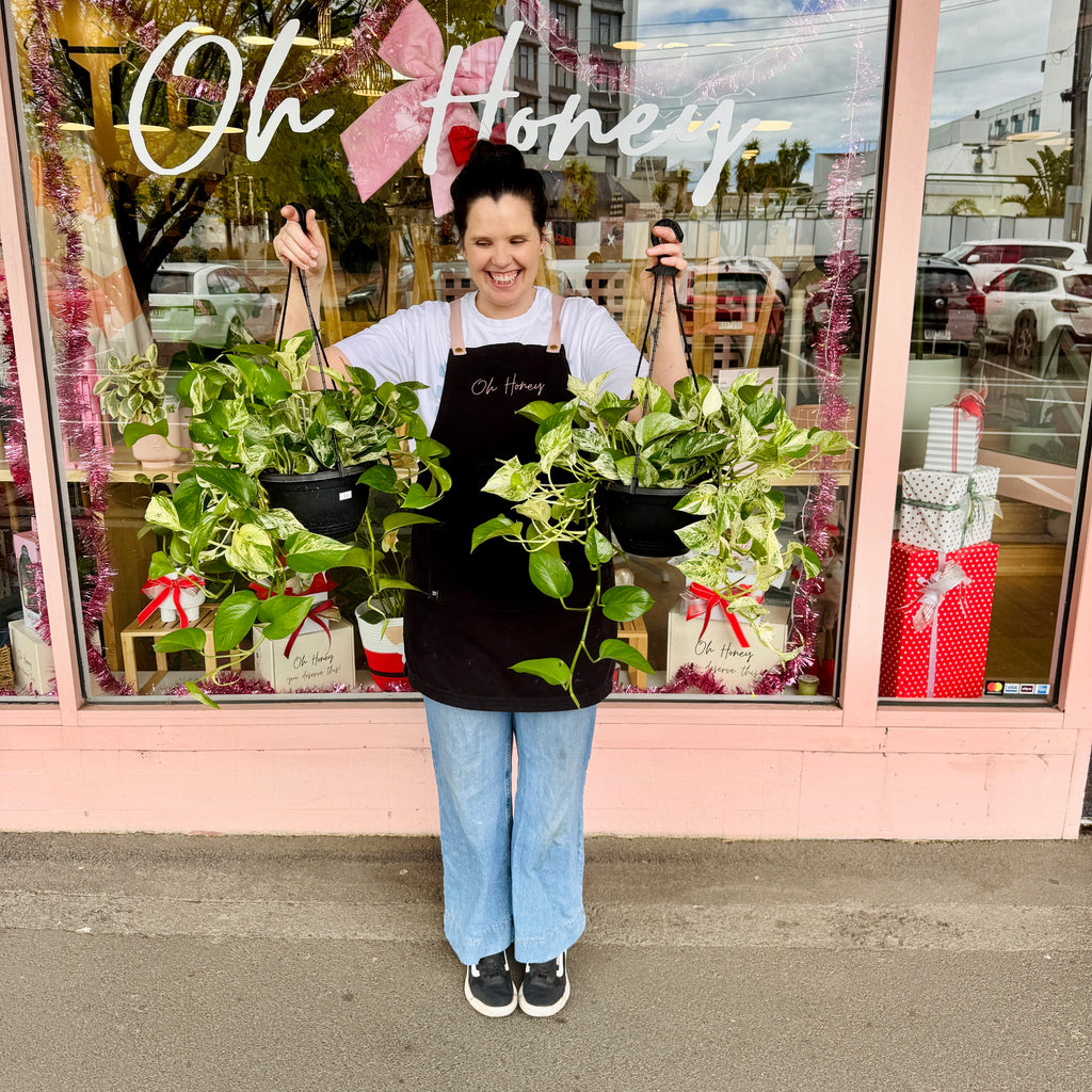 ‘Marble Queen’ Devil’s Ivy - Hanging Basket