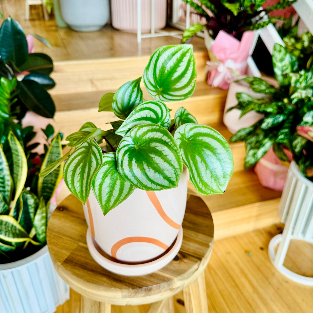 Peperomia Melon Peru - 120mm (Pot Combo Option)
