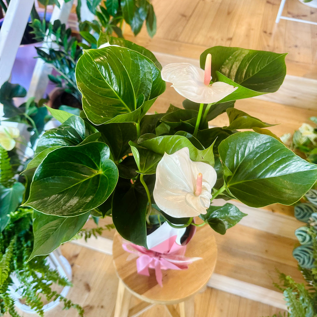 Anthurium (Assorted Colours) - 140mm