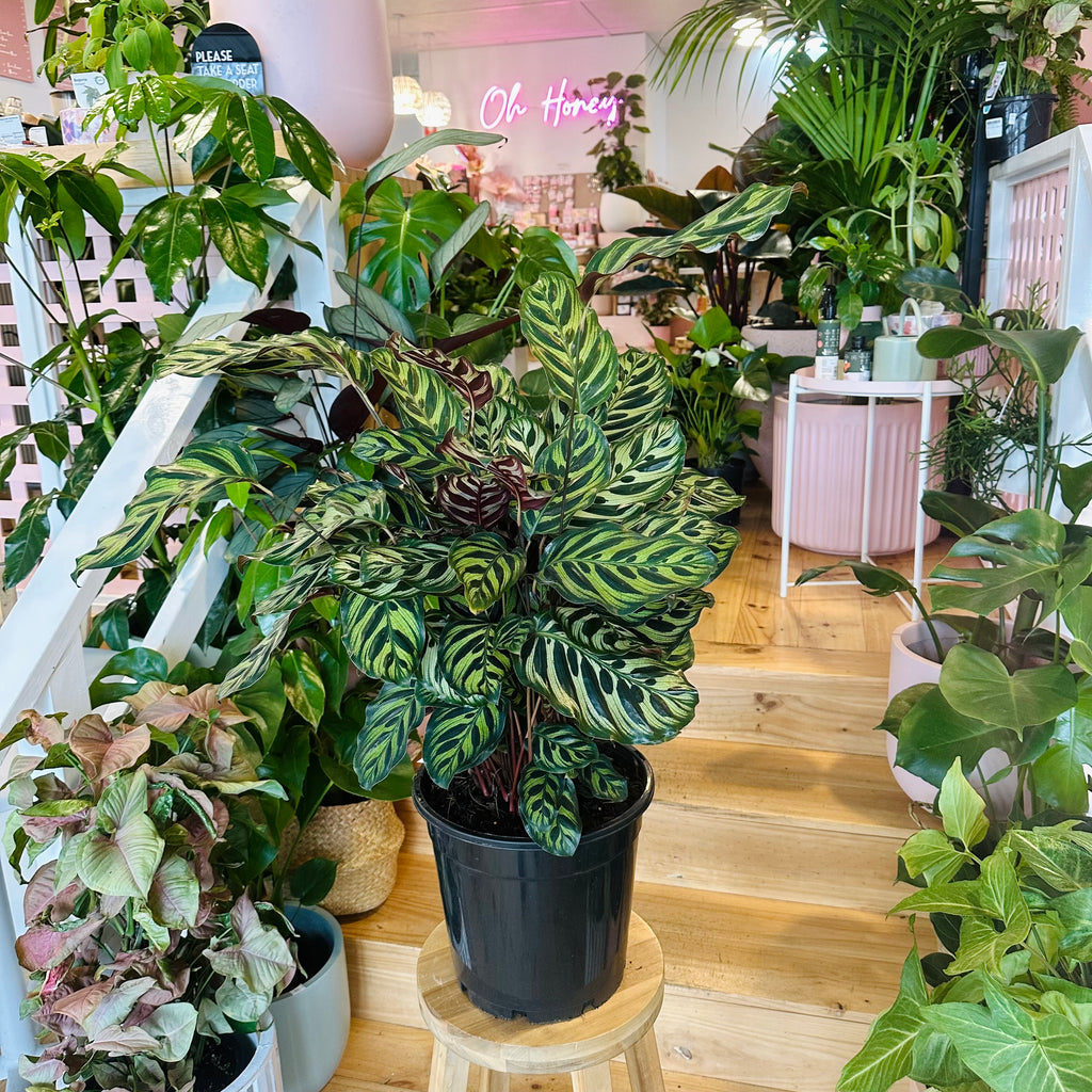 Peacock Calathea - 250mm (Pot Combo Option)
