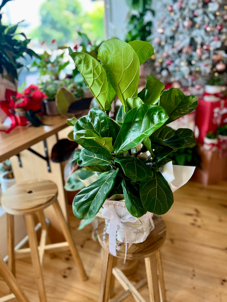 Fiddle Leaf Fig Gift Wrapped 200mm