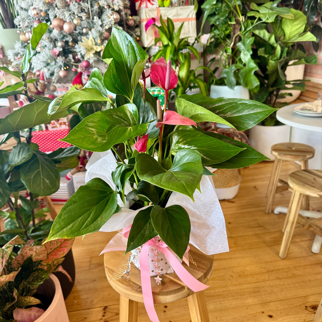 Deep Pink Anthurium 140mm Gift Wrapped