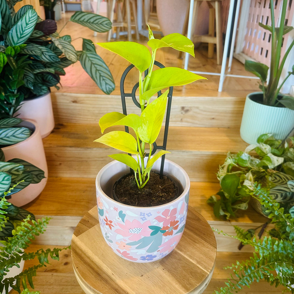 Pothos ‘Goldilocks Gold’ - 130mm (Pot Combo Option)