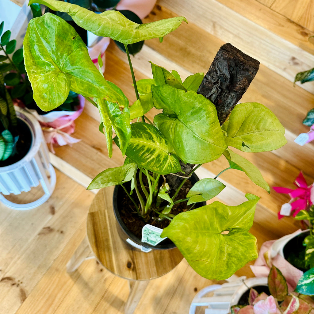 Syngonium White Butterfly - 200mm