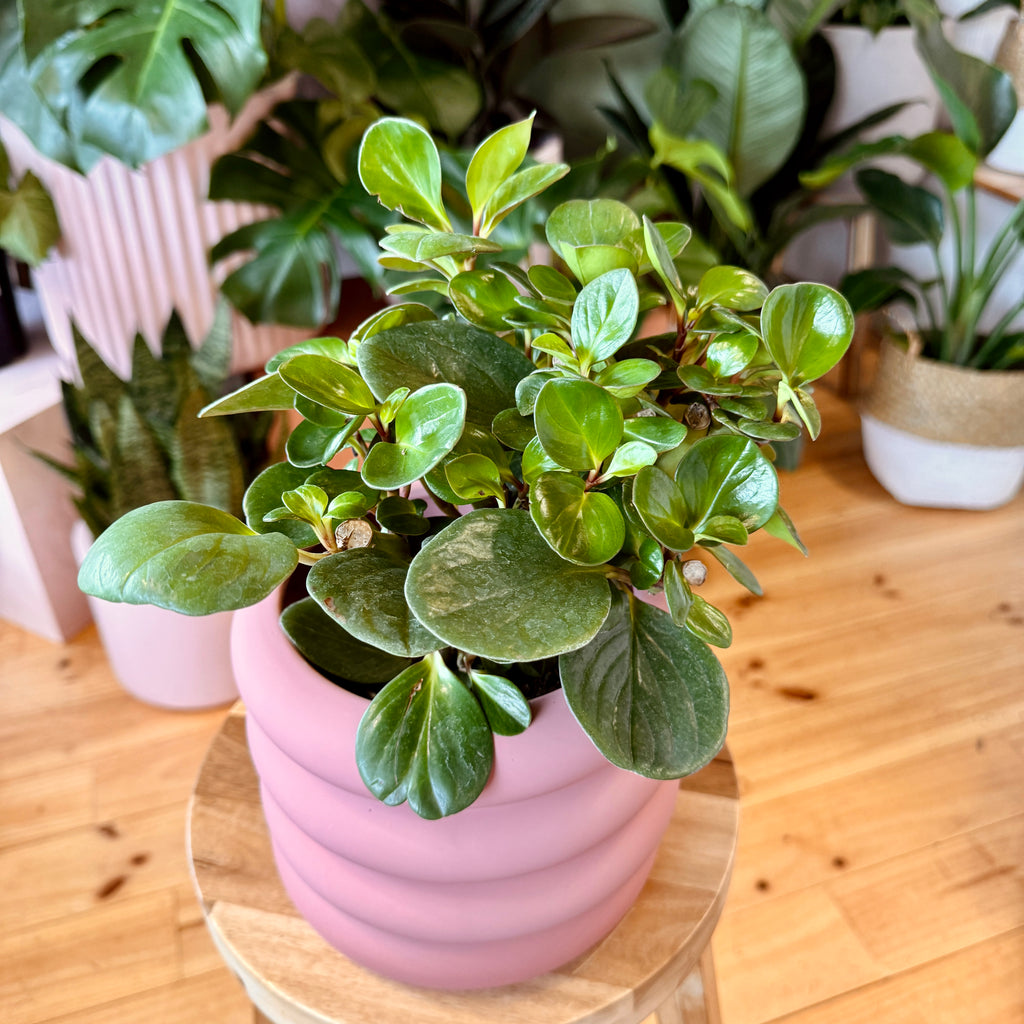 Dusty Rose Pot + Peperomia COMBO